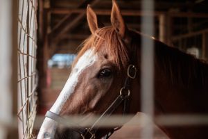 What is the Benefit of Gelding Your Horse?