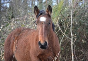 What Is The Best Time Of The Year To Geld A Horse?