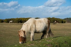 About Miniature horse