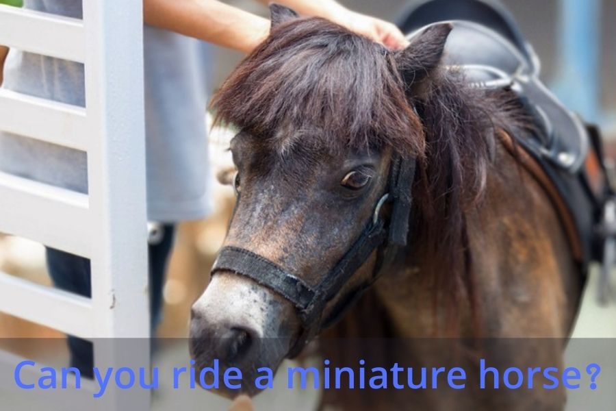 Can you ride a miniature horse
