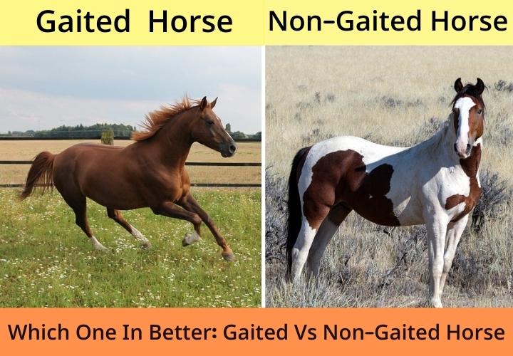 Gaited Vs Non-Gaited Horse