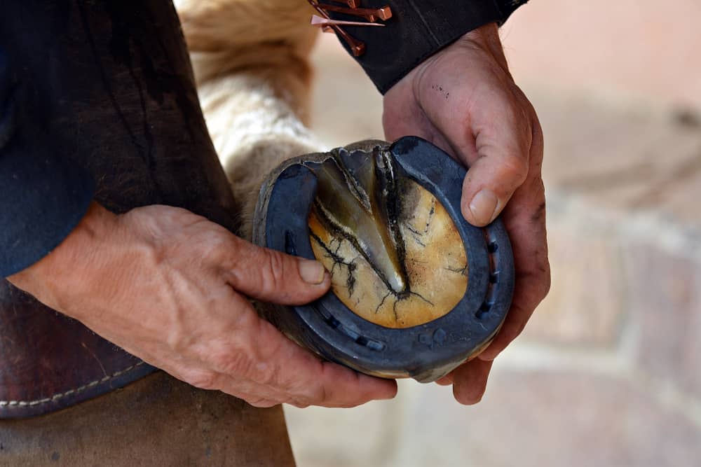 Why Do Horses Need Shoes