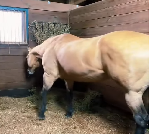 Are dapples on a horse a sign of good health