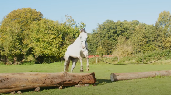 Can cognitive behavioral therapy help fear of jumping my horse​