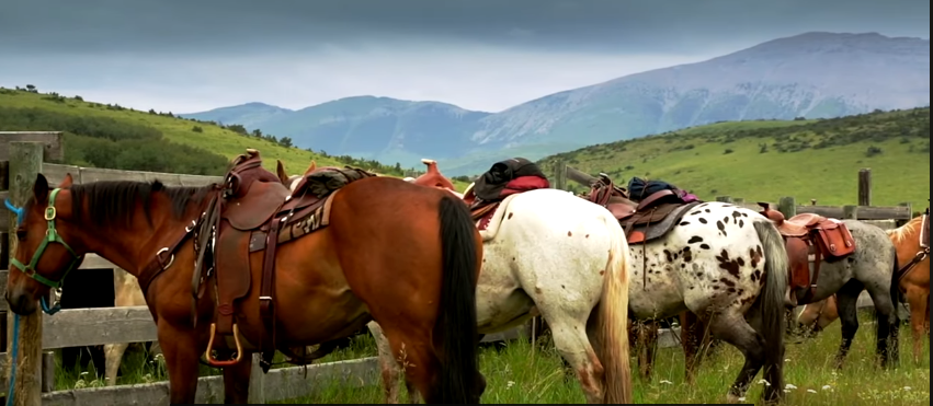 can you make money breeding horses