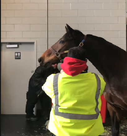How long is a horse health certificate good for