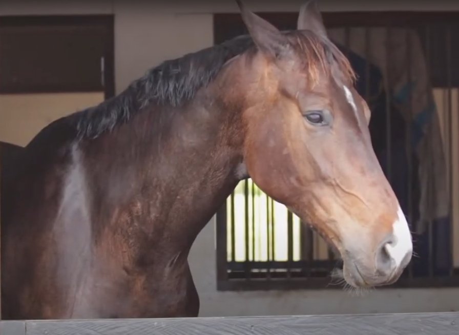 How do horses get protein in their diet