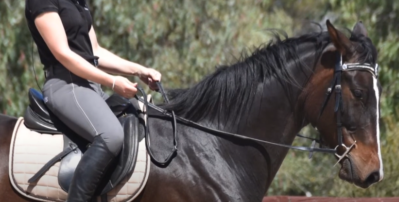 How do horses senses guide their behavior
