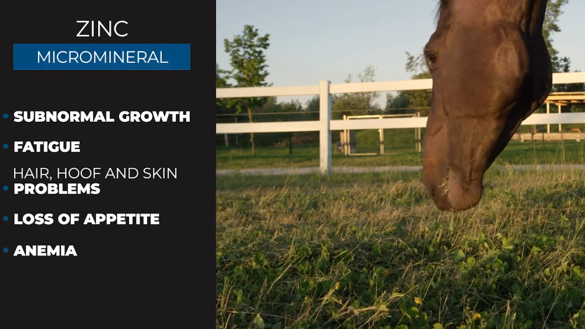 How much copper and zinc do horses need