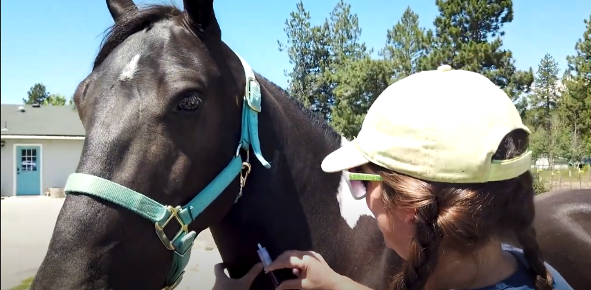 What Vaccines Do Horses Need