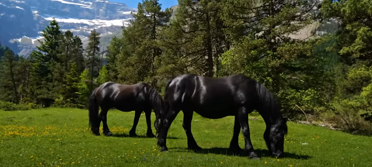 What is the Biggest Horse Breed