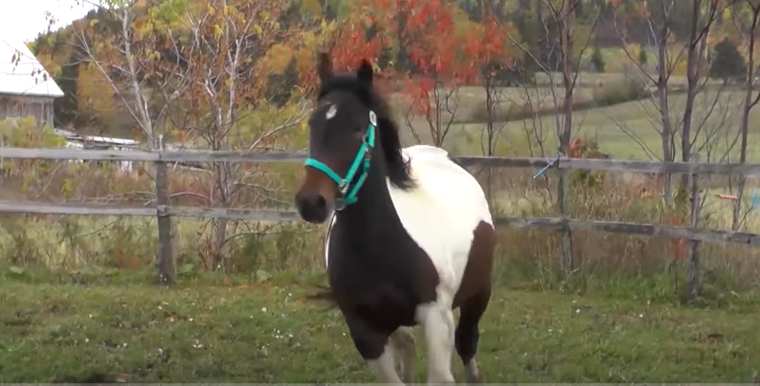 Why does my horse get aggressive when grooming