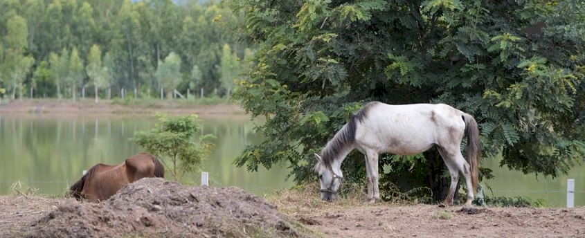 are Appaloosa horses good for beginners