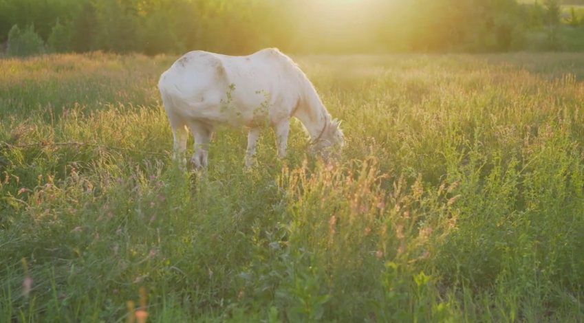 are american quarter horses good for beginners