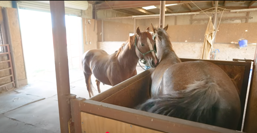 how long does horse mating take