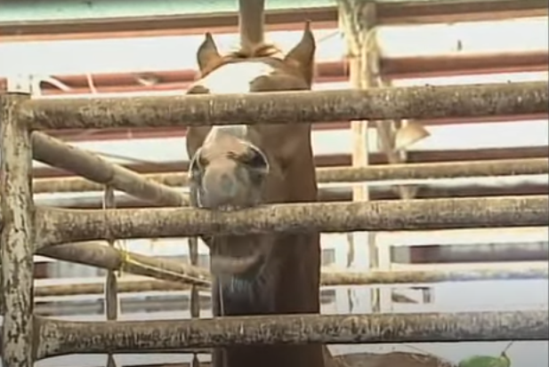 is cribbing a learned behavior in horses