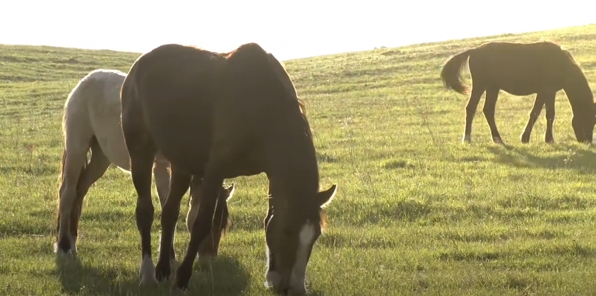 what is a forage based diet for horses